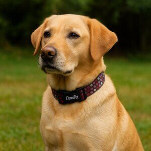 🐾 OmniPet Attitudz Dog Collar – Large (18–26") – “Live Love Bark” – Adjustable